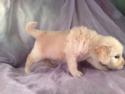 Male Goldendoodle Puppy for sale #17 Born April 10th, 2013|Goldendoodles Puppies by Professional Goldendoodle Breeders